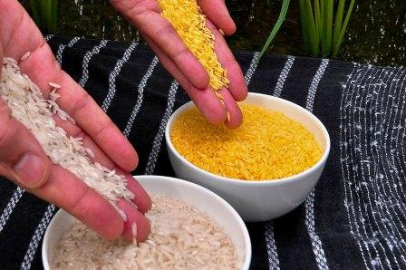 गोल्डन राइस: कुपोषित दुनिया में एक नई रोशनी