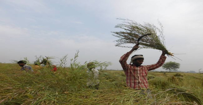 मौसम ने बढ़ाई किसानों की चिंता, हरियाणा के बहादुरगढ़ में सरसों की फसल की कटाई करते किसान