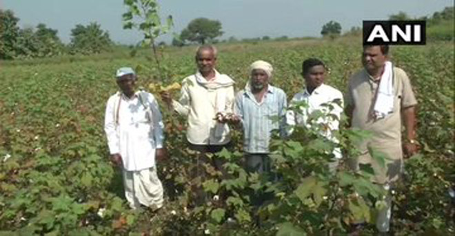 महाराष्ट्र में बेमौसम बारिश से कपास की फसल को हुए नुकसान को दिखाते किसान
