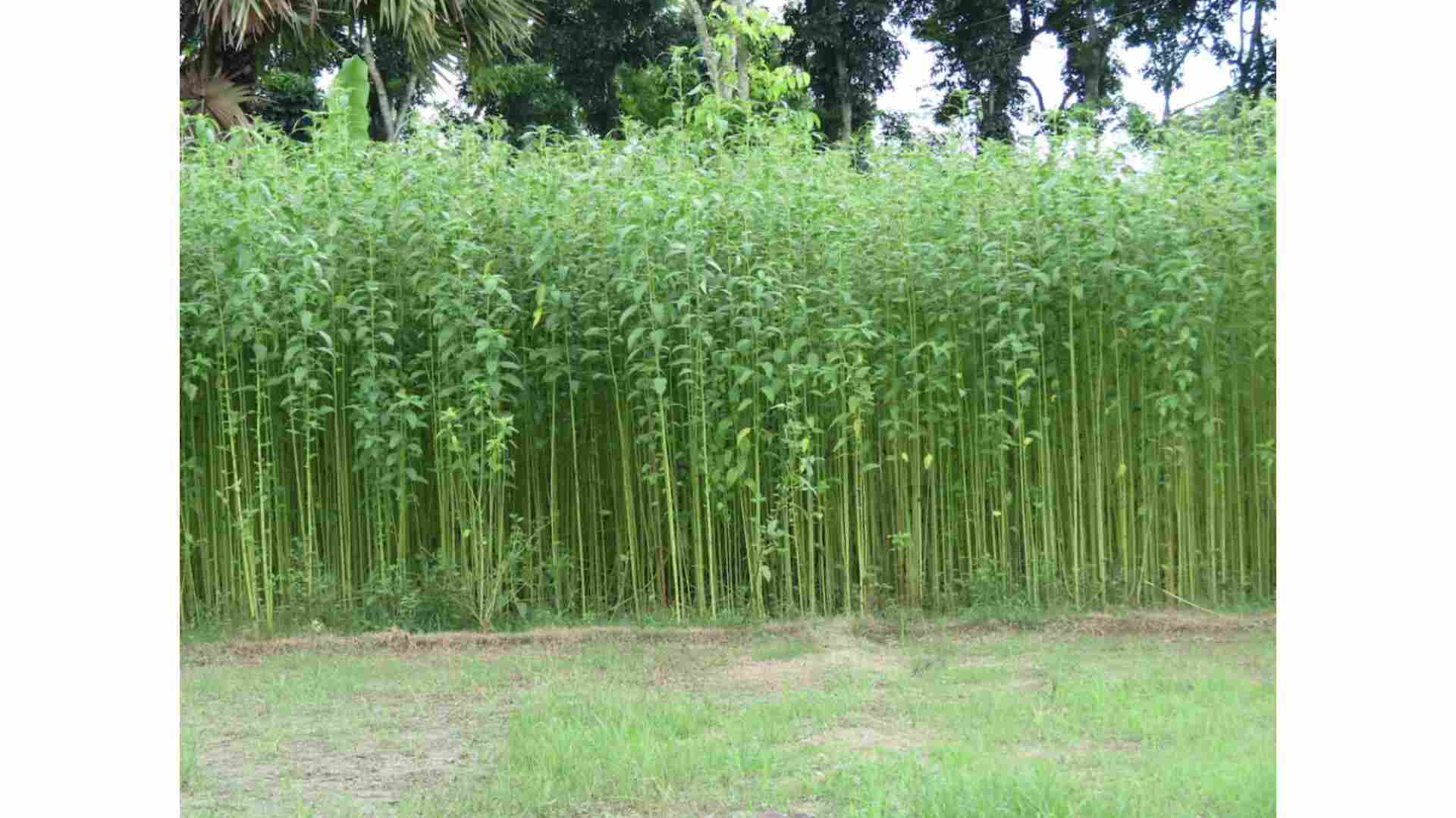 जूट किसानों के अस्तित्व पर मंडराता संकट