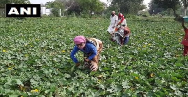 किसानों के लिए अच्छी खबर : अलीगढ़ के किसान केदारी ने बताया कि कोरोना वायरस महामारी के बीच लोग अपनी रोग प्रतिरोधक क्षमता बढ़ाने के लिए हरी ​सब्ज़ियां खाना पसंद कर रहे हैं, जिससे इनकी मांग बढ़ी है। 