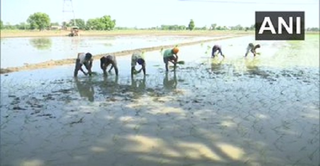 पंजाब के अमृतसर में किसानों ने धान की रोपाई तो शुरू कर दी है लेकिन मजदूर नहीं मिल रहे। किसान सतनाम सिंह ने बताया कि प्रवासी मजदूर अपने गांव चले गए हैं, ​तथा स्थानीय मजदूर ज्यादा पैसे मांग रहे हैं