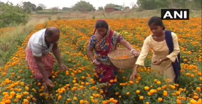 छत्तीसगढ़ के बलरामपुर में फूल उगाने वाले किसानों का कहना है कि उन्हें लॉकडाउन के कारण भारी नुकसान हो रहा है, लॉकडाउन की वजह से फूलों की मांग नहीं आ रही है जिस कारण फूलों को तोड़ कर फेंकना पड़ रहा है। 