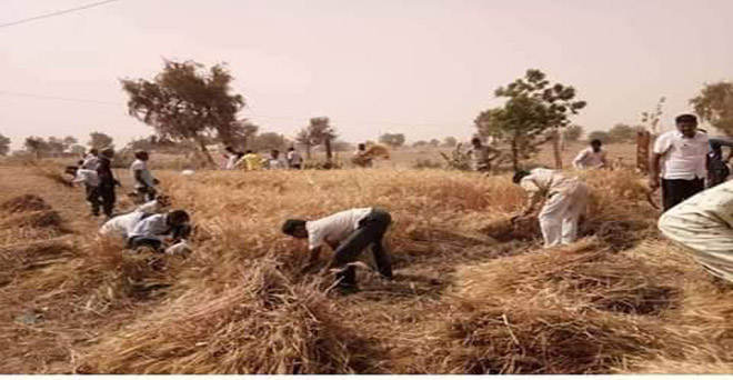 गेहूं की कटाई का कार्य चल रहा है, लेकिन कई राज्यों में खराब मौसम ने किसानों की चिंता बढ़ा दी