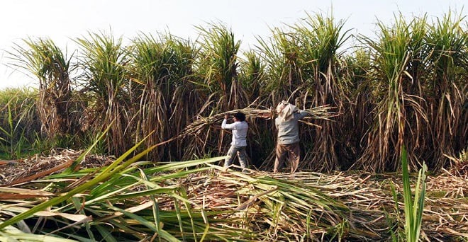 Sugar mills in Uttar Pradesh owe more than 6,000 crores to sugarcane farmers