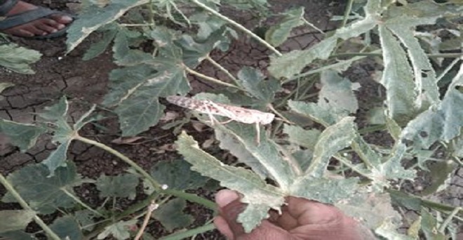 टिड्डी महाराष्ट्र में नागपूर जिले तक पहुँच गई है। सब्जियों की फसल को टिड्डियों ने काफी नुकसान पहुंचाया है