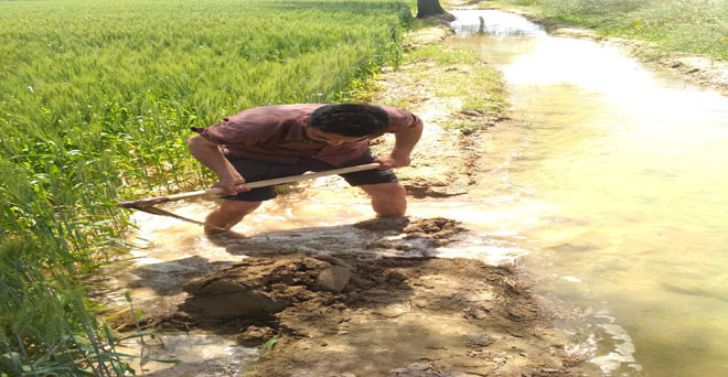 हरियाणा के कैथल जिले में गेहूं की फसल की सिंचाई कर रहा किसान