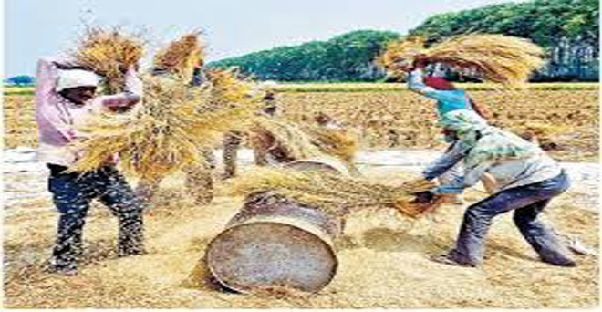 पंजाब, हरियाणा और उत्तर प्रदेश खरीफ की प्रमुख फसल धान की झड़ाई का कार्य जोरों पर है