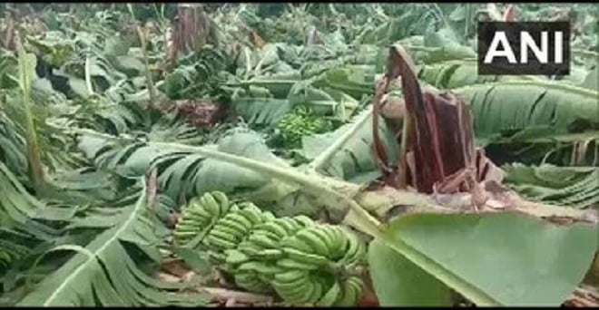 कोरोना वायरस के साथ ही मौसम की मार : आंध्रप्रदेश के अनंतपुर जिले में कई केले के बागान भारी बारिश और तेज आंधी के कारण नष्ट हो गए, जिससे किसानों को भारी नुकसान हुआ है।