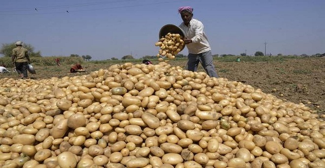 Potato farmers lost due to unseasonal rain and lockdown, forced to ...