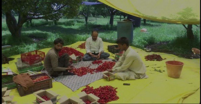 कश्मीर के किसान चेरी की फसल की छंटाई करते हुए, कश्मीर में इस मौसम में चेरी की नई फसल की आवक होती है।