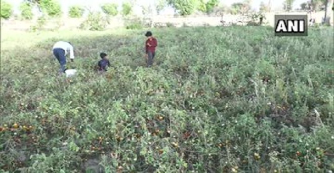 लॉकडाउन के कारण मध्य प्रदेश के छतरपुर में टमाटर की फसल खेतों में सड़ रही है, किसानों के अनुसार मजदूरों और परिवहन नहीं मिलने से फसल बाजार में नहीं ले जा पा रहे हैं जिससे भारी नुकसान हो रहा है