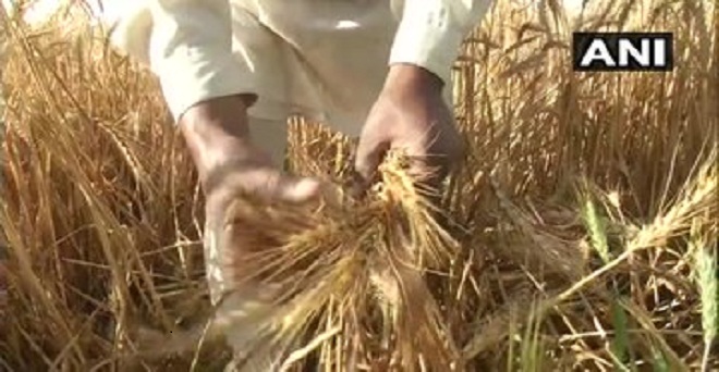 पंजाब के लुधियाना के किसानों के अनुसार बेमौसम बारिश और तेज हवाओं से गेहूं की फसल को 20 से 25 फीसदी नुकसान हुआ है। 