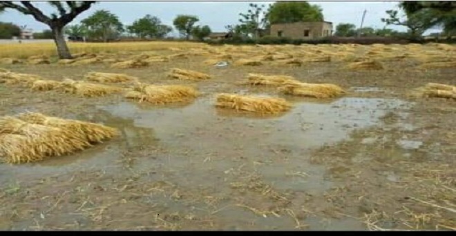 किसान की तबाही का मंजर, मध्य प्रदेश में पिछले 24 घंटों के हुई बारिश और ओलावृष्टि से गेहूं की कटी हुई फसल के खेत में पानी भर गया