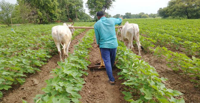 कपास की फसल में महाराष्ट्र का किसान पौधों के बीच से मिट्टी को हटाकर पौधों के पास लगाता हुआ, इससे अधिक बारिश में अतिरिक्त पानी निकलाने में मदद मिलेगी, जिससे उत्पादन बढ़ेगा