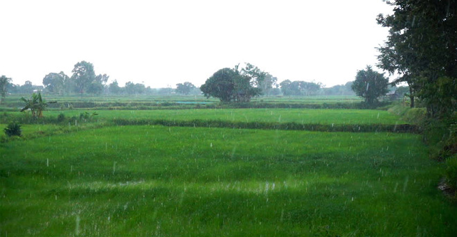 आज उत्तर भारत के कई राज्यों में हुई बारिश से गेहूं की फसल को होगा फायदा