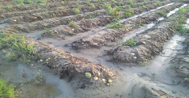 तेज बारिश और ओलावृष्टि से आलू की फसल को नुकसान, नुकसान के सर्वे का इंतजार कर रहे हैं किसान